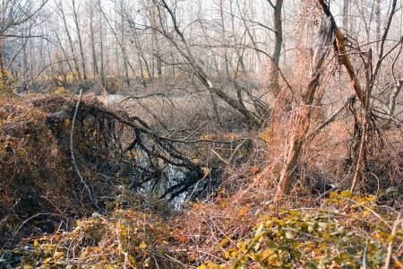 Alongside Jarama river