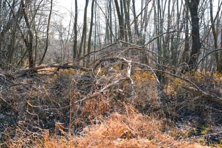 Tangle of fallen branches