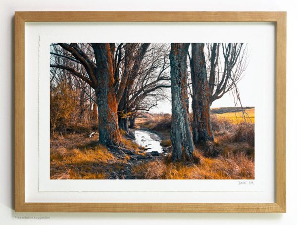 Large poplars in the creek, frame suggestion