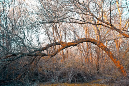 Big orange leaning tree 02