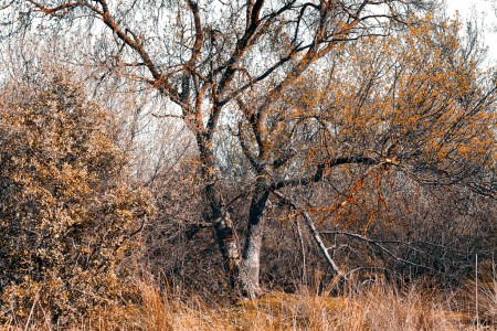 Tangle of holm oaks