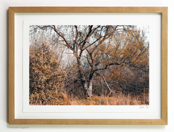 Tangle of holm oaks, frame suggestion