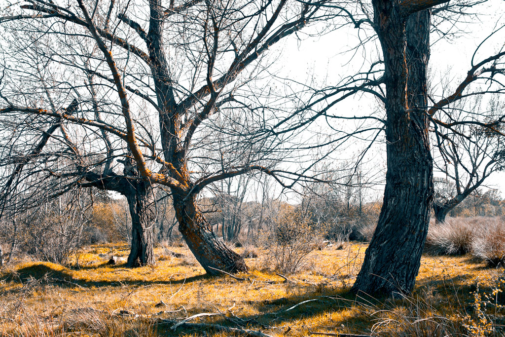 _MG_8207 Three monster trees