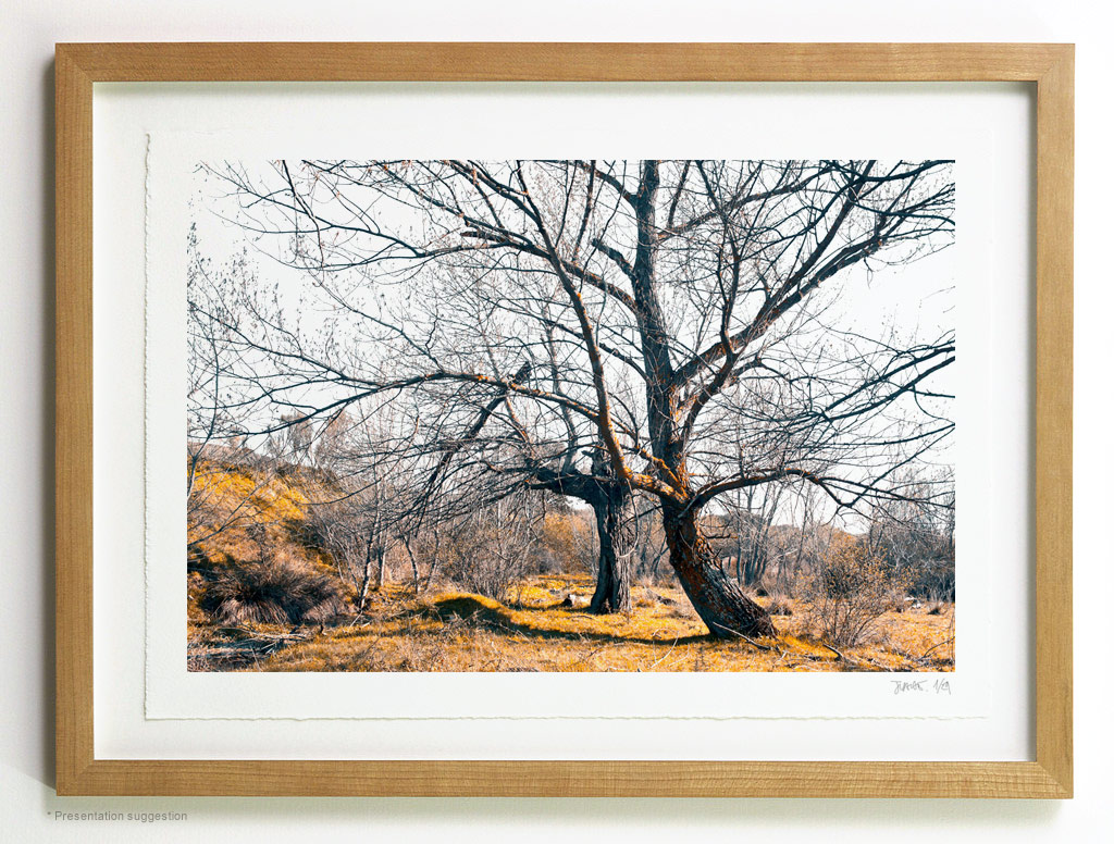 _MG_8212-frame Two monster trees. Frame suggestion