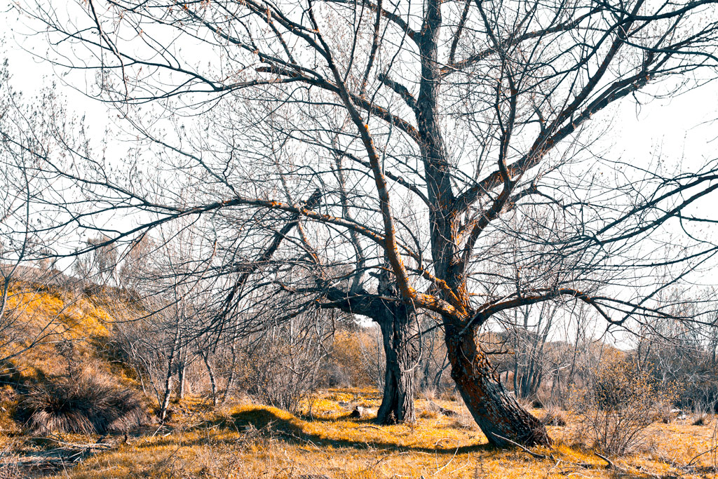 _MG_8212 Two monster trees.