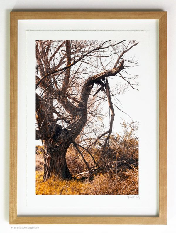 The old gnarled poplar has a broken branch, frame suggestion
