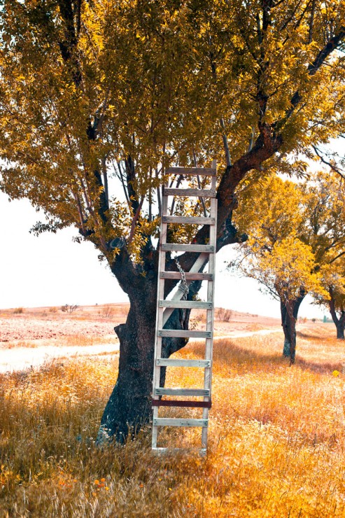 Ladder chained to old apple