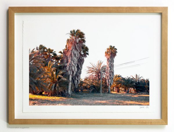Telephone pole between palms. Frame suggestion