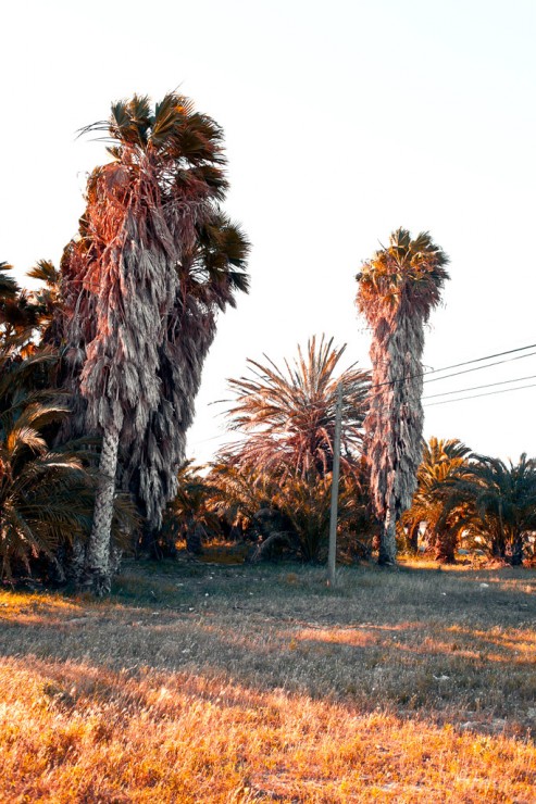 Telephone pole between palms