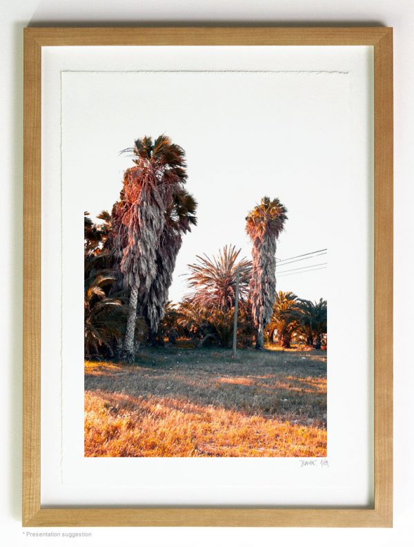 Telephone pole between palms, frame suggestion