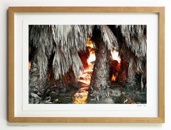 Sunrise behind palm trees. Frame suggestion