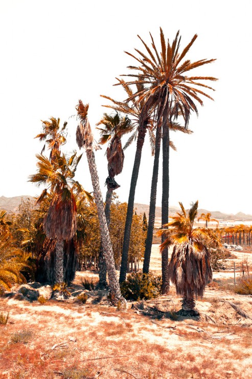 Group of palm trees leaning
