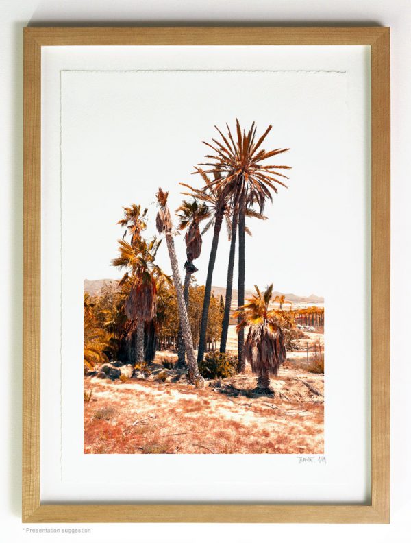 Group of palm trees leaning, frame suggestion