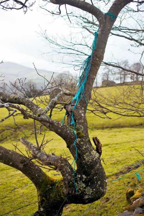 Blue rope in tree