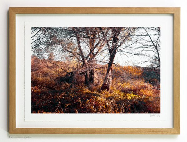 Two trees tangled in the brambles. Frame suggestion