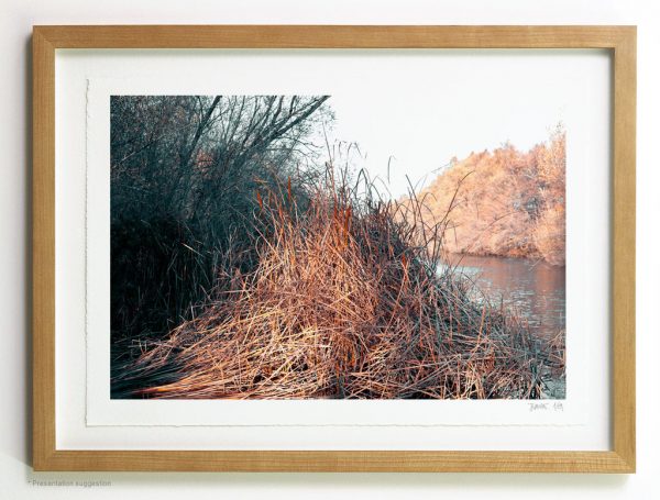 Lot of bulrush in the river. Frame suggestion