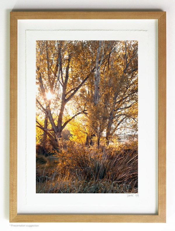 Sunset under the poplars, frame suggestion