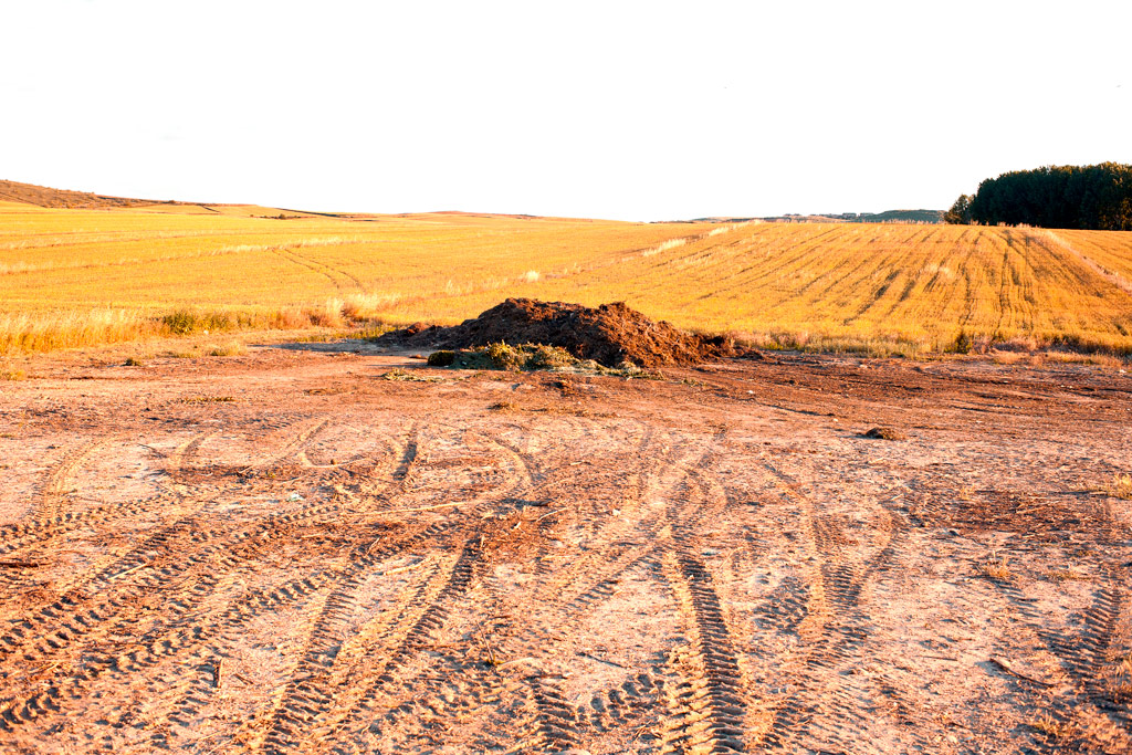 _MG_0123 Pruning trees mountain