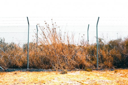 Cardoons behind the fence