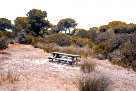 Table with benches in the pinewood