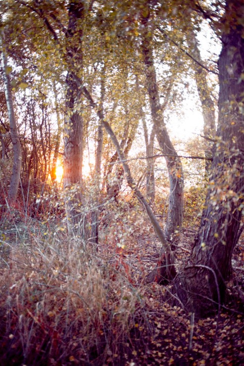 A light beyond the forest