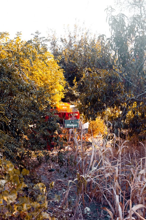 Plastic boxes in the undergrowth