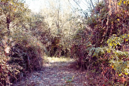 there is a step through the undergrowth