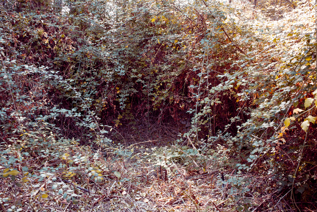 _MG_1692 Dark in the brambles
