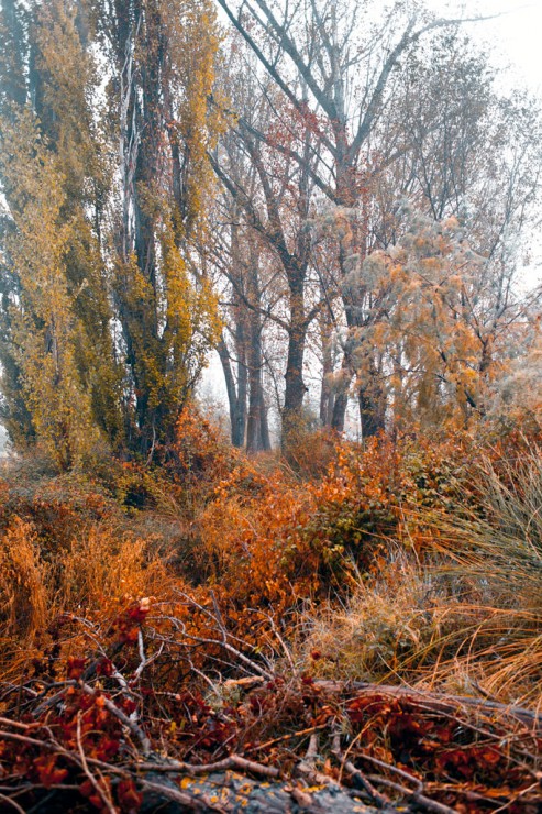 Poplars in the morning
