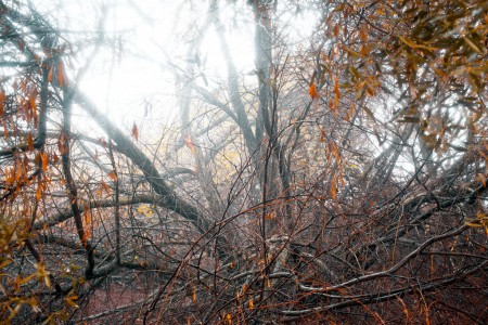 Tangle of willow branches