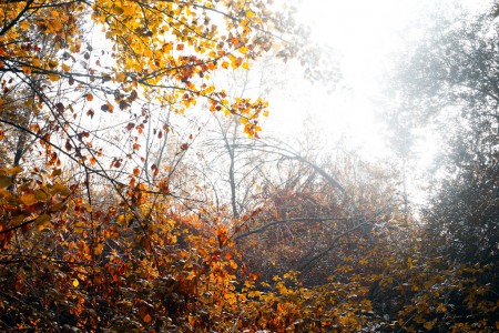 Within the Iberian forest 04, frame suggestion