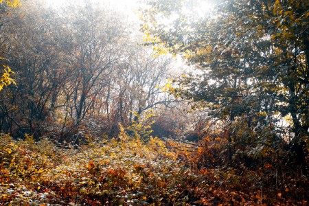 Within the Iberian forest 05