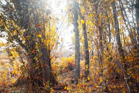 Berries beneath the poplars