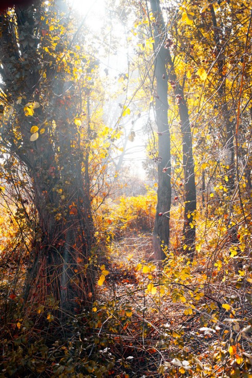 Poplars against light
