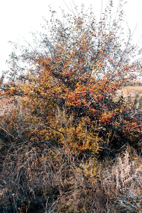 Thickets and berries
