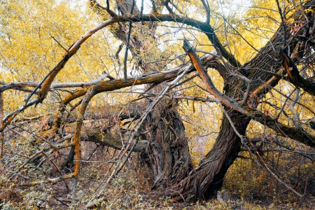 Old wild willow tree