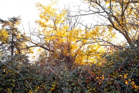 Dead tree in the iberian jungle 02