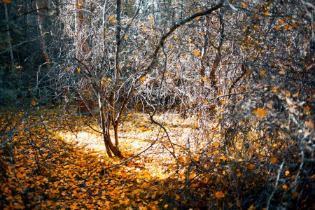 Light in the darkest