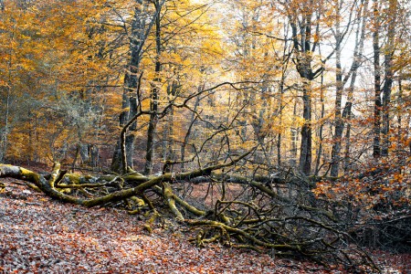 Large branch on the ground