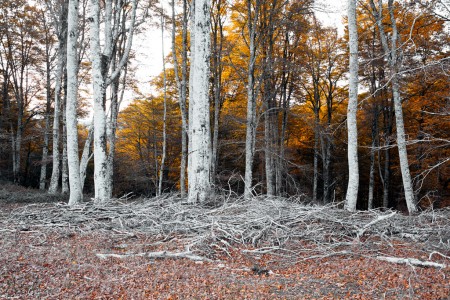 Gray trunks ahead orange