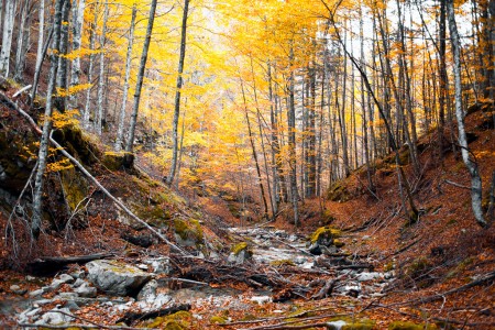 Creek, branches and orange