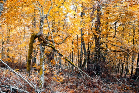 Broken tree over yellow