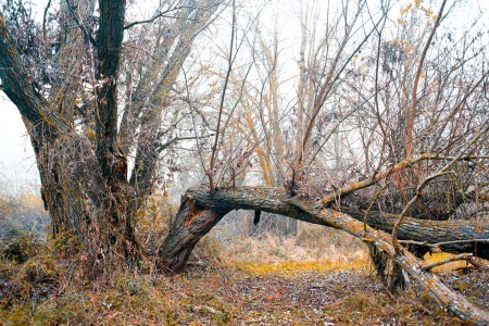 The tired old poplar