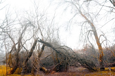 Broken tree in the mist