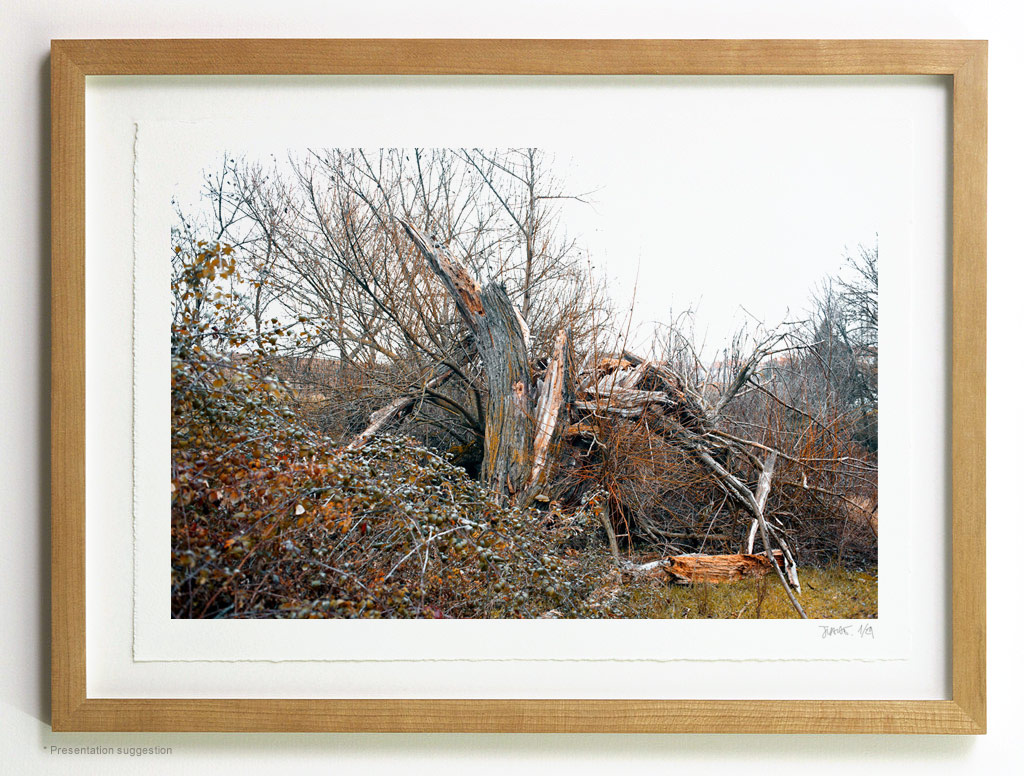 _MG_6031-frame Blown up tree, frame suggestion