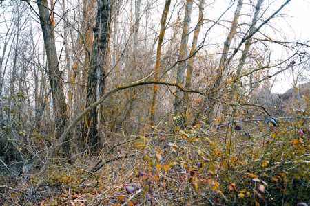 Iberian forest in winter