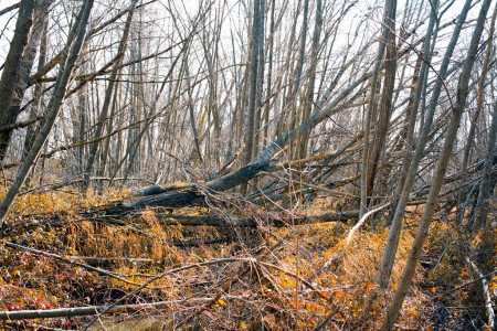 Fallen tree on yellow