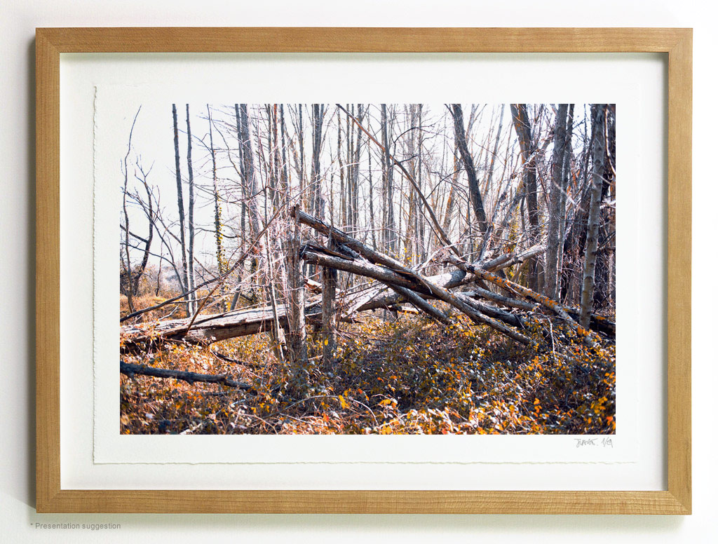 _MG_6781-frame When big tree falls... frame suggestion