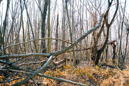 Toboggan fallen tree