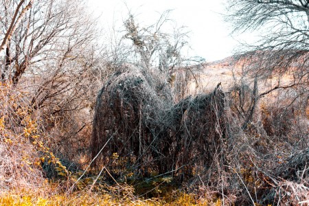 Tangled like a horse